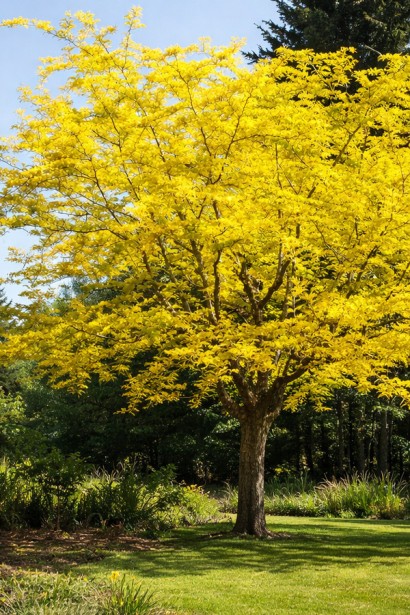 Гледичія колюча Санберст|Gleditsia triacanthos Sunburst|Гледичия трёхколючковая Санберст